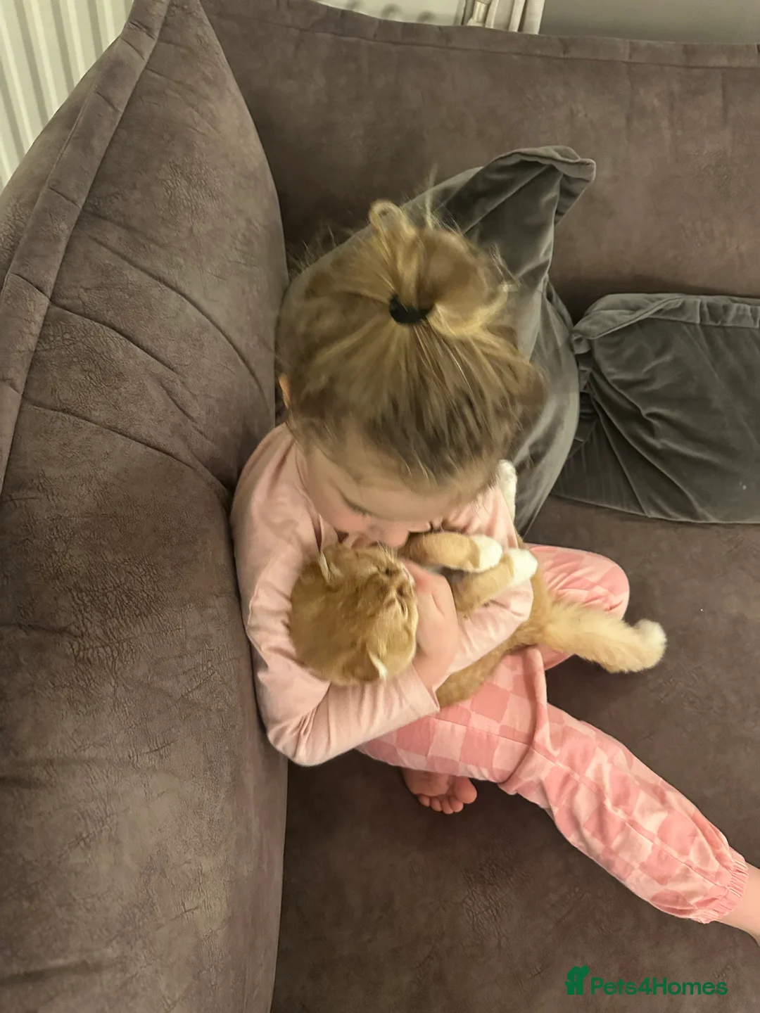 Scottish Fold cats for sale: Coco & Pumpkin  - Advert 9