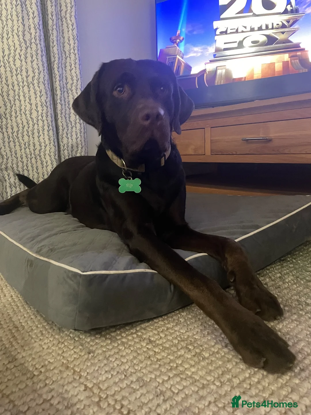 Labrador Retriever dogs for sale: Labrador Retriever puppies due 10th Oct 2026  in High Peak - Advert 2