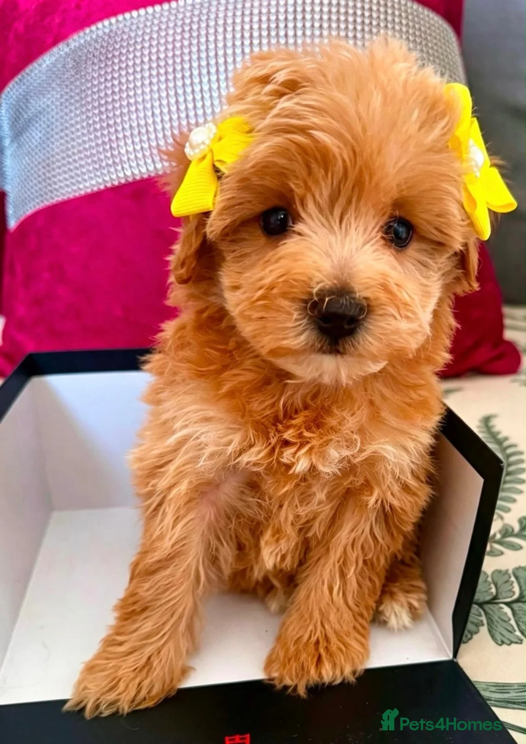 Maltipoo dogs for sale: BEAUTIFUL KOREAN MALTIPOO GIRL. EXTRA MINI!!  - Advert 4