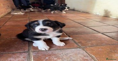 Border Collie dogs - Advert 1