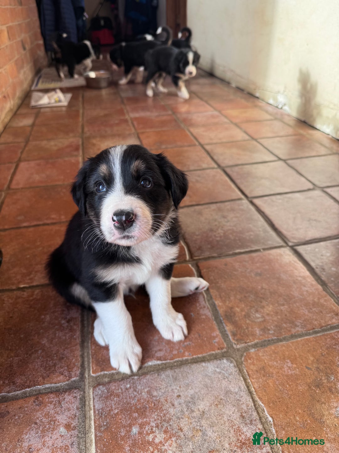 Border Collie dogs for sale: Beautiful working/Pet Collie pups - Image 3
