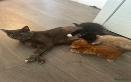 Mixed Breed cats for sale: 3 beautiful kittens for sale  - Image 8