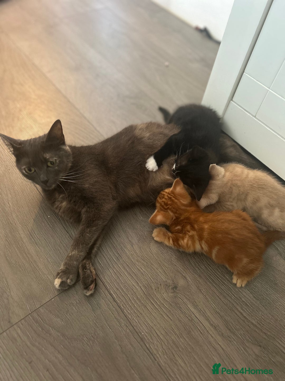 Mixed Breed cats for sale: 3 beautiful kittens for sale  - Image 8