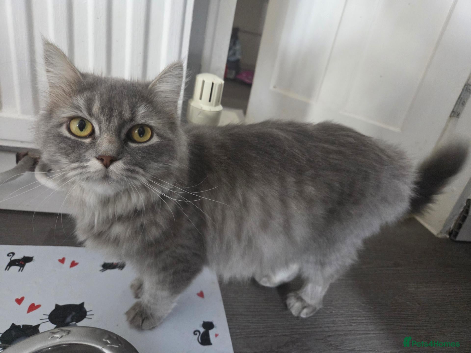 Ragdoll cats for sale: Cat.  - Advert 16