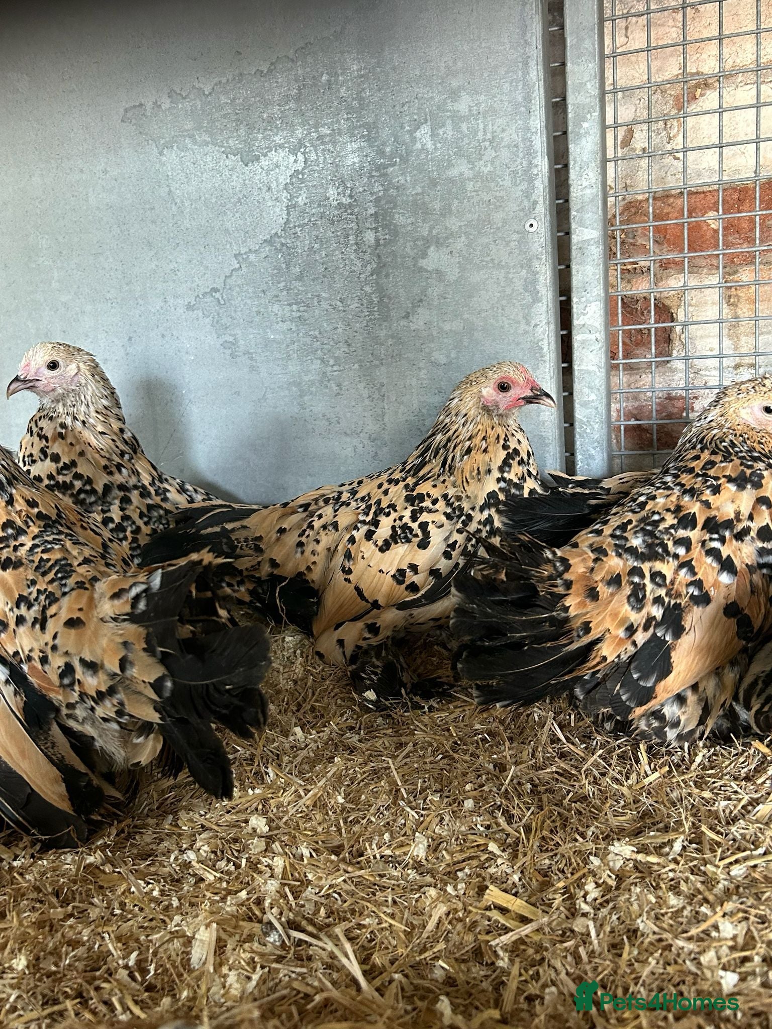 Chickens poultry   Purebred Silkies, Polands & Sablepoot Bantams - Advert 2