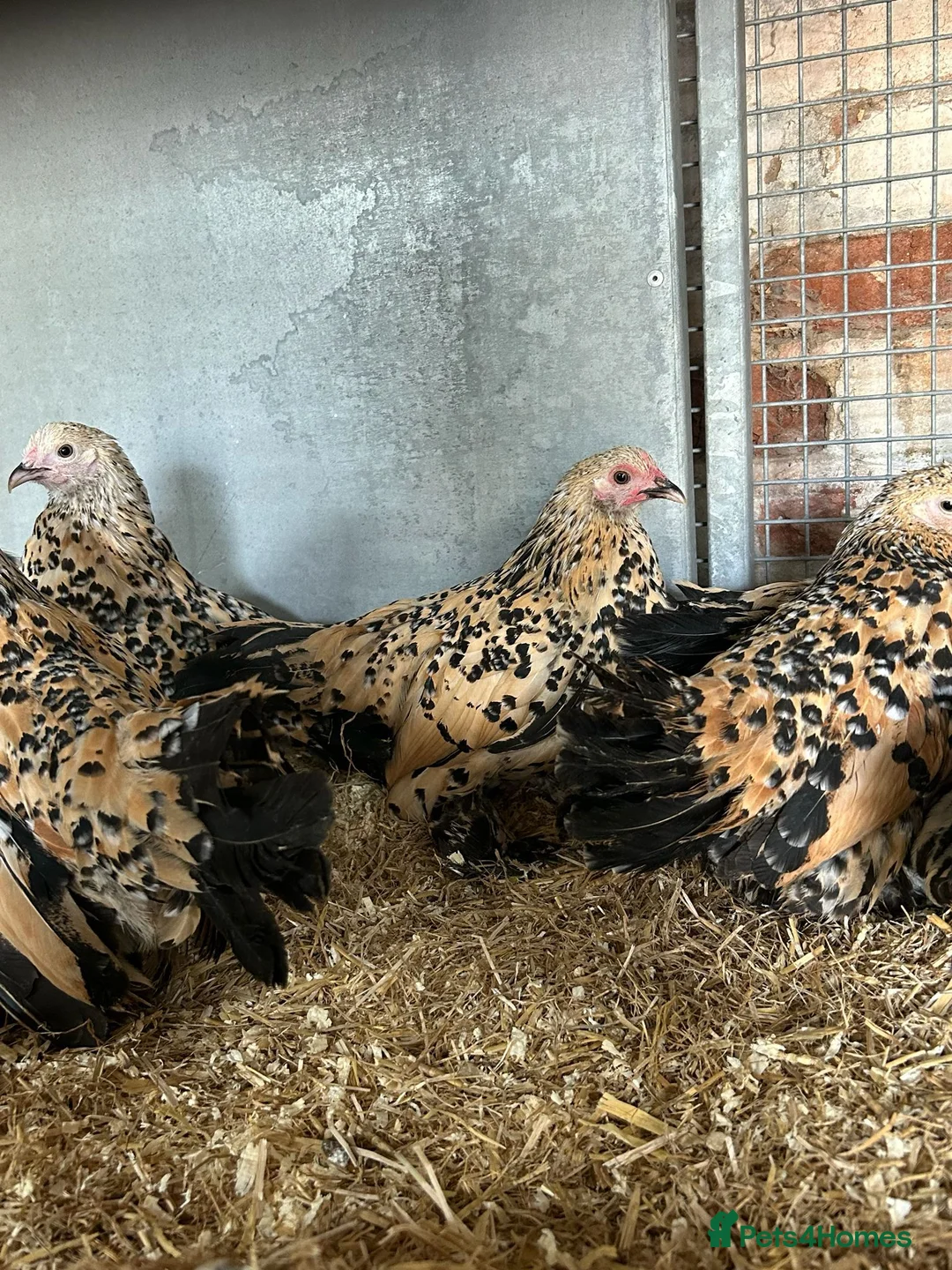 Chickens poultry for sale:   Purebred Silkies, Polands & Sablepoot Bantams - Advert 2
