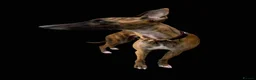 Whippet dogs for sale: Exceptionally bred KC whippets, only two left.  - Advert 6