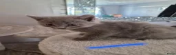 British Shorthair cats for sale: British Shorthair x Domestic Shorthair - Advert 7