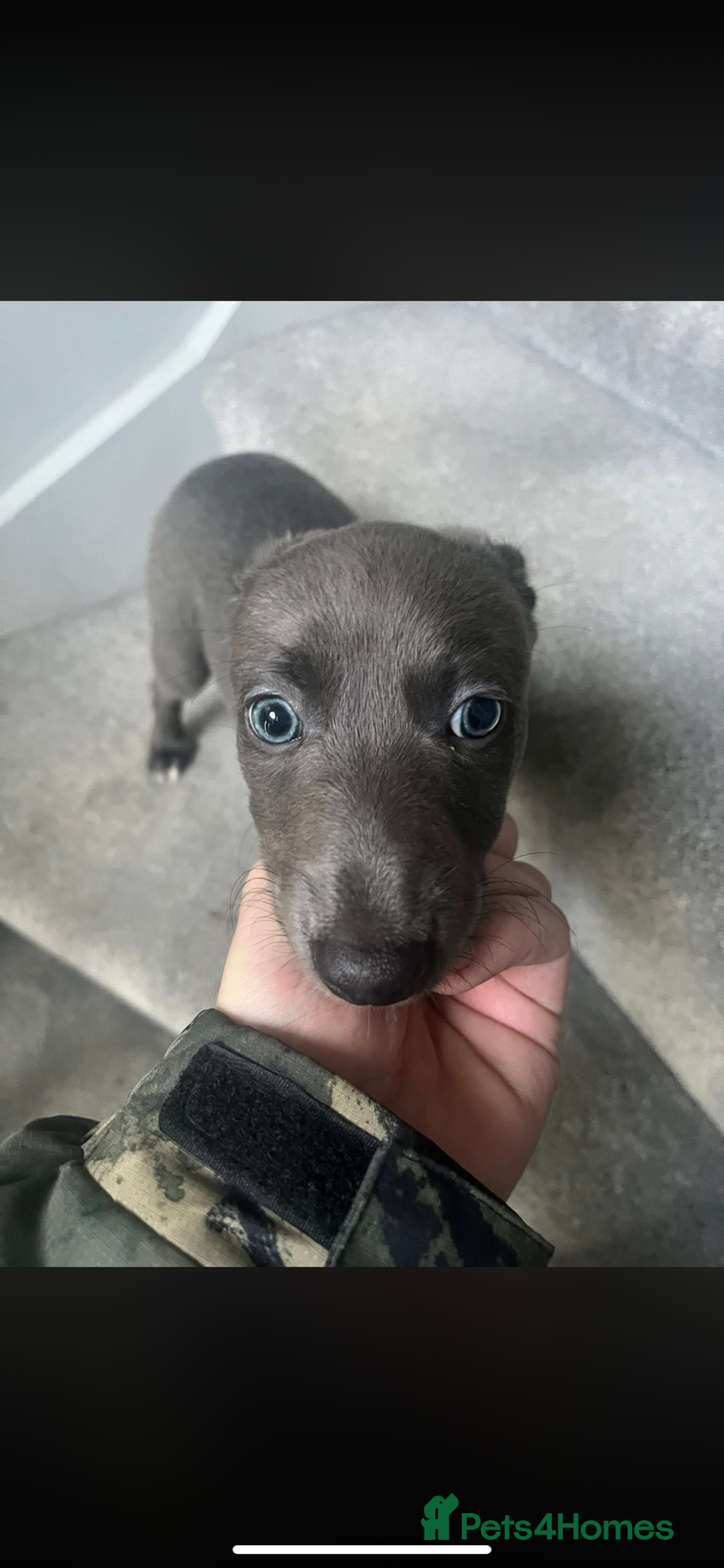 Mixed Breed dogs for sale: Bedlington whippet  - Advert 1