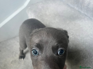 Mixed Breed dogs Bedlington whippet - Advert 1