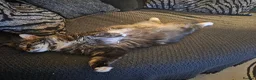 Mixed Breed cats for sale: 4 beautiful kittens  - Advert 15