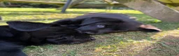Mixed Breed dogs for sale: Labahoula x Collie-Lab puppies  - Advert 14