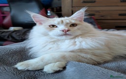 Maine Coon cats for sale: Adult Male Cream Smoke Maine Coon for Sale - Image 2