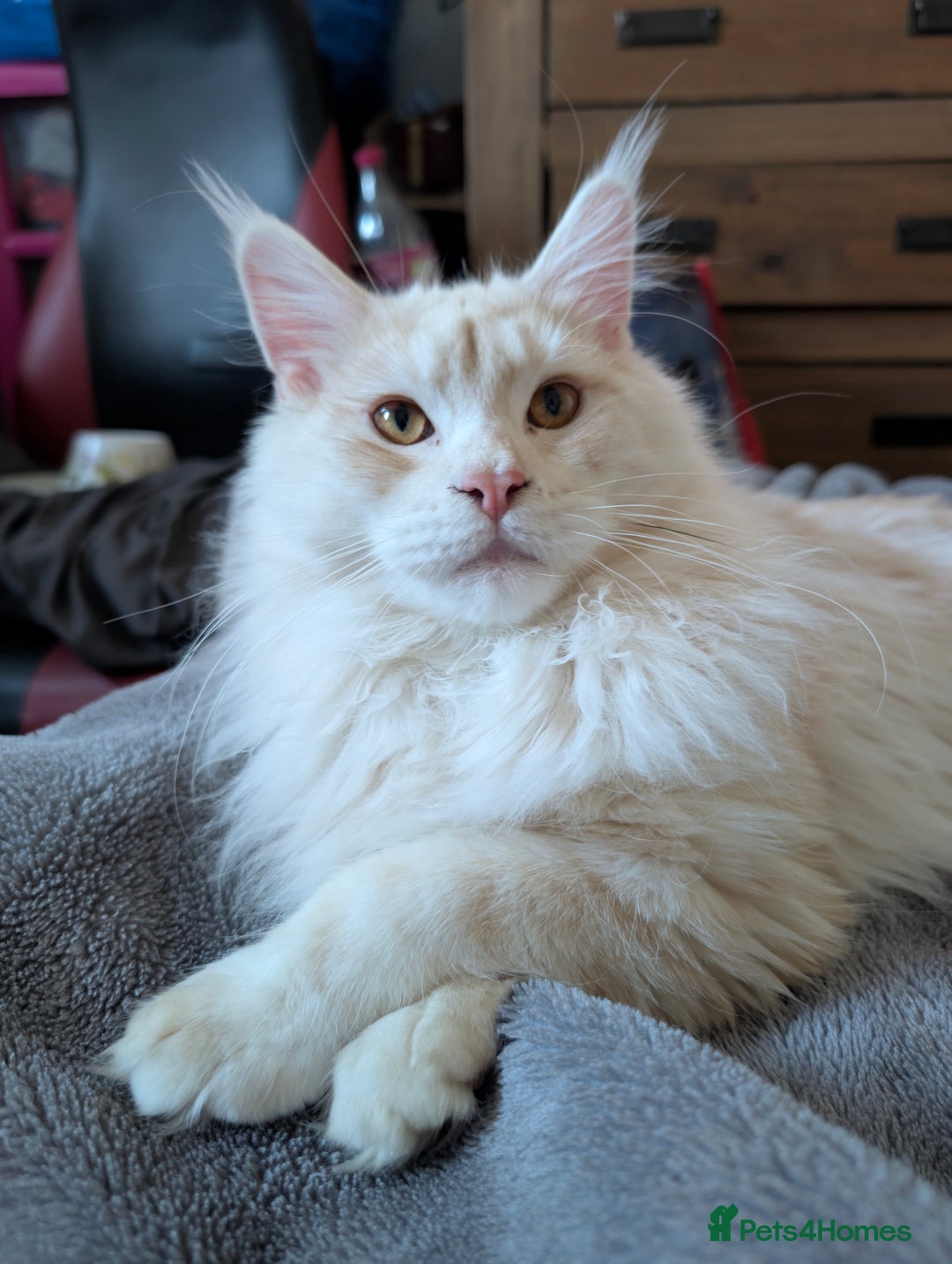 Maine Coon cats for sale: Adult Male Cream Smoke Maine Coon for Sale - Image 2