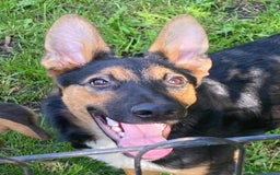 Mixed Breed dogs for adoption: 💙🐶 CONNOR 🐶💙 - Image 5