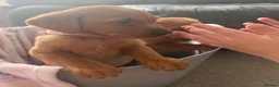 Labrador Retriever dogs for sale: Fox red Labrador puppies  in Perth - Advert 3