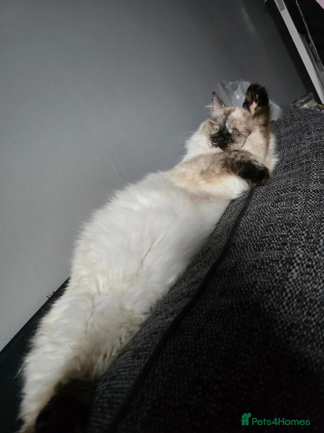 Mixed Breed cats for sale: Mixed Breed / Half Ragdoll Kittens for Sale in Weston-super-Mare - Advert 26