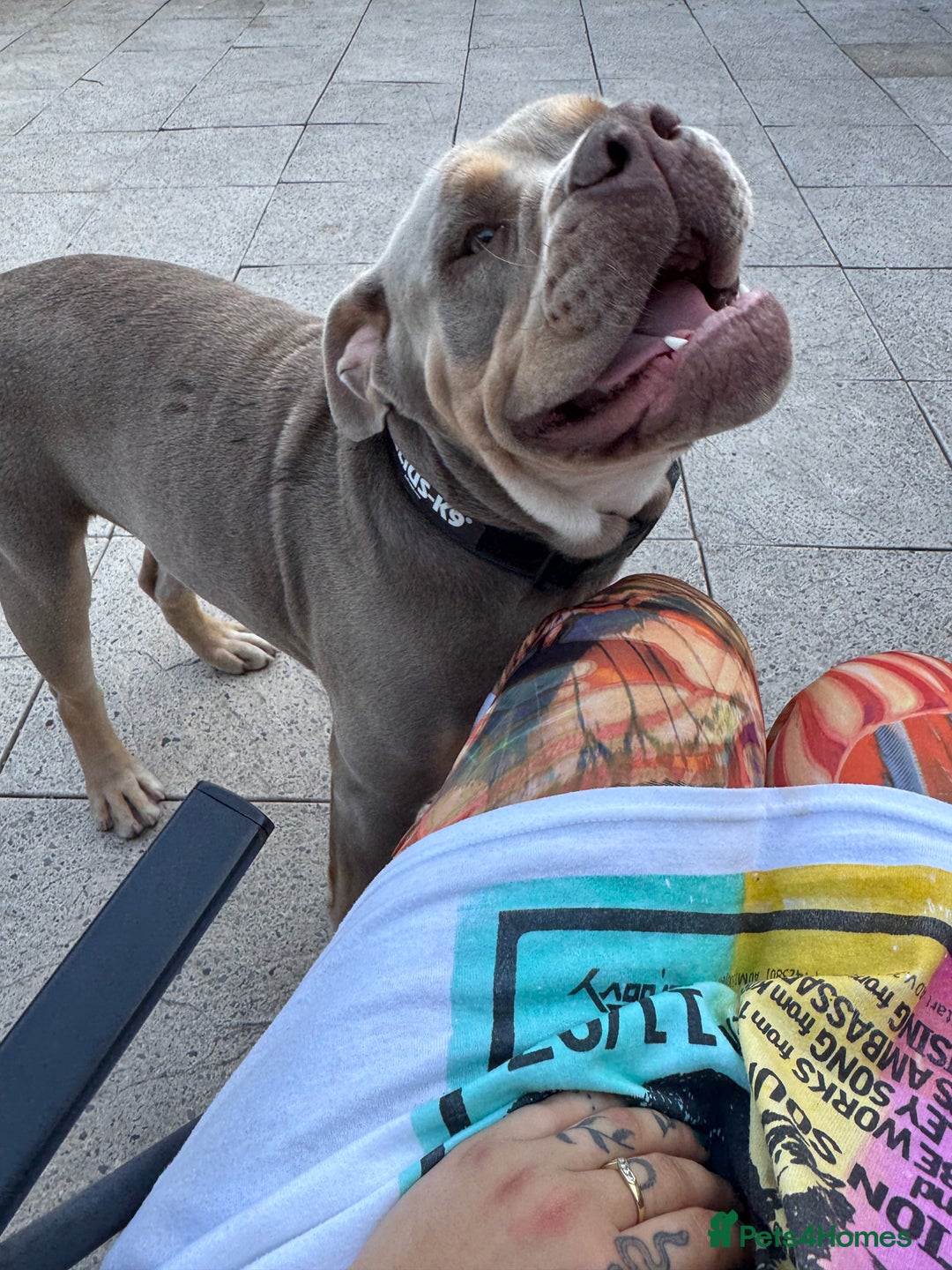 Olde English Bulldogge dogs for sale: Old English in need of a loving home  - Advert 12