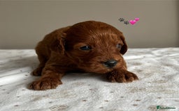 Cavapoo dogs for sale: Fully health tested Cavapoo 🐾🐶 - Image 4