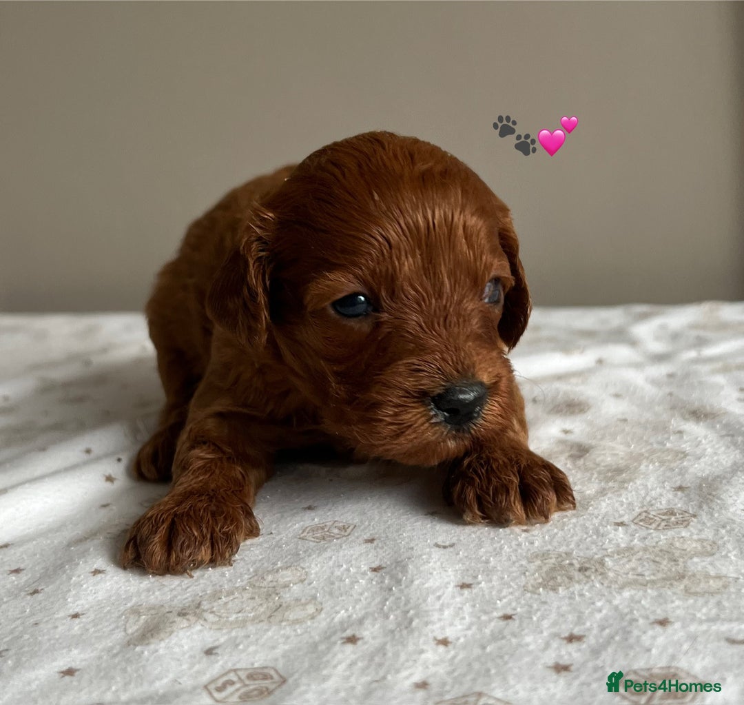 Cavapoo dogs for sale: Fully health tested Cavapoo 🐾🐶 - Image 4