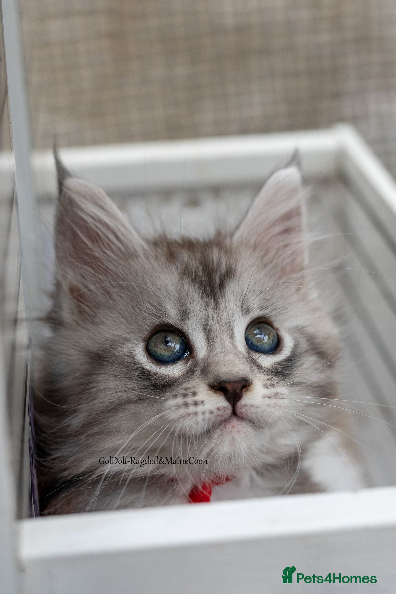 Maine Coon cats GCCF kittens champion line & outstanding pedigree - Advert 6