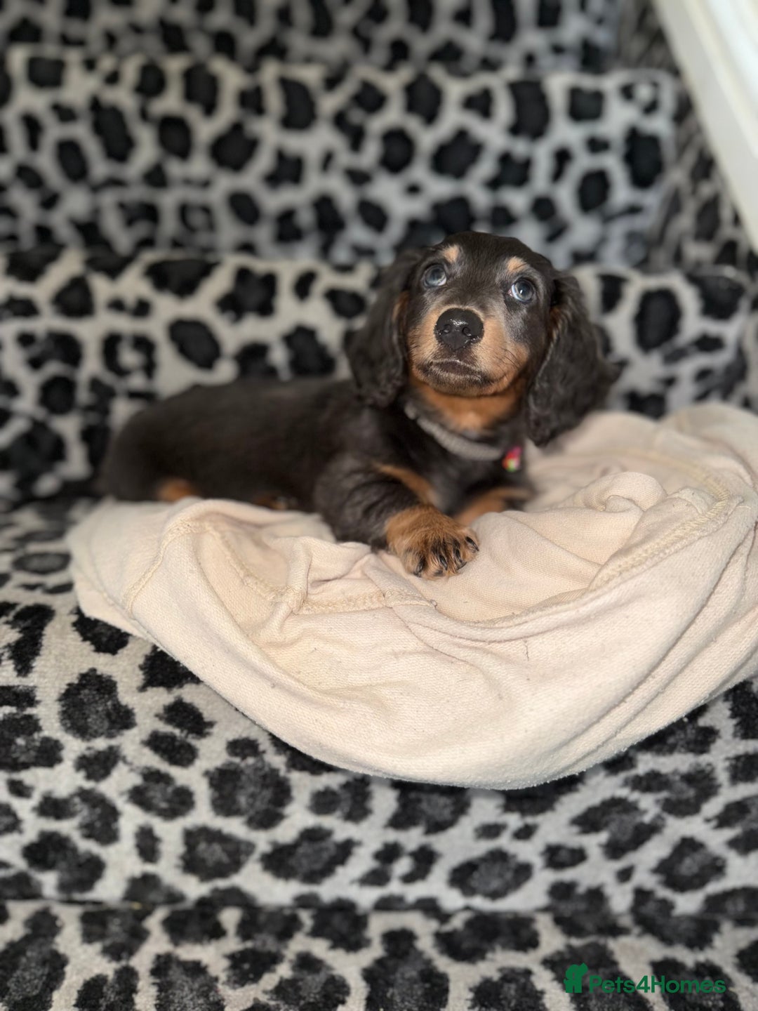 Miniature Dachshund dogs for sale: Miniature Long Haired Dachshund  - Advert 9