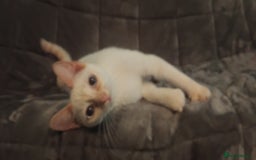 British Shorthair cats for sale: 3/4 British short hair male ready now  - Image 2