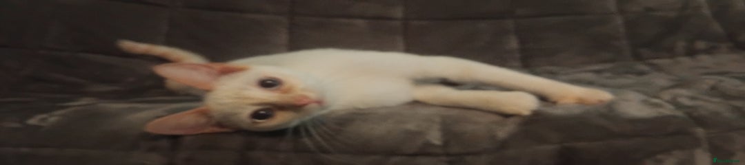 British Shorthair Kitten 1