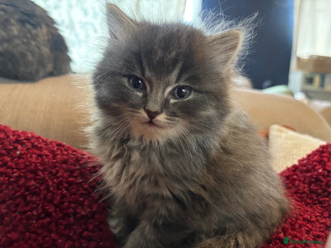 Ragdoll cats for sale: 4 bundles of Ragdoll x joy - Advert 15