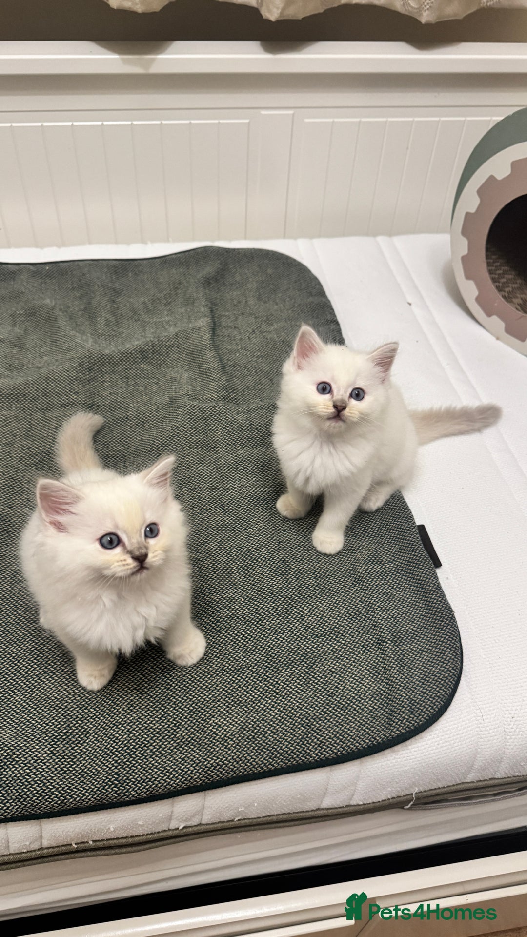 Ragdoll cats for sale: GCCF reg , Rare and milky white Lilac kittens  - Advert 12