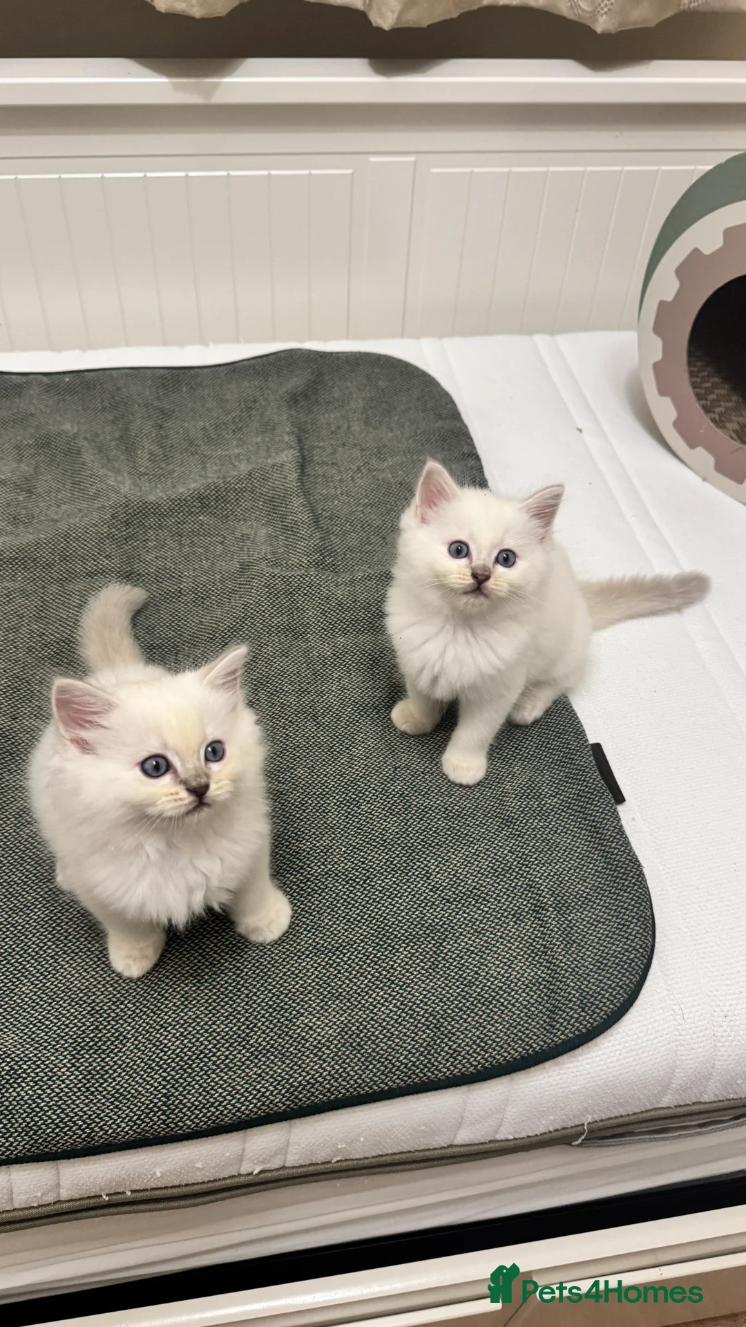 Ragdoll cats for sale: GCCF reg , Rare and icy  white Lilac kittens  - Advert 12