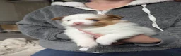Pomeranian dogs for sale: 🌟 Beautiful Pomeranian Puppies – Ready Soon! 🌟 - Advert 3
