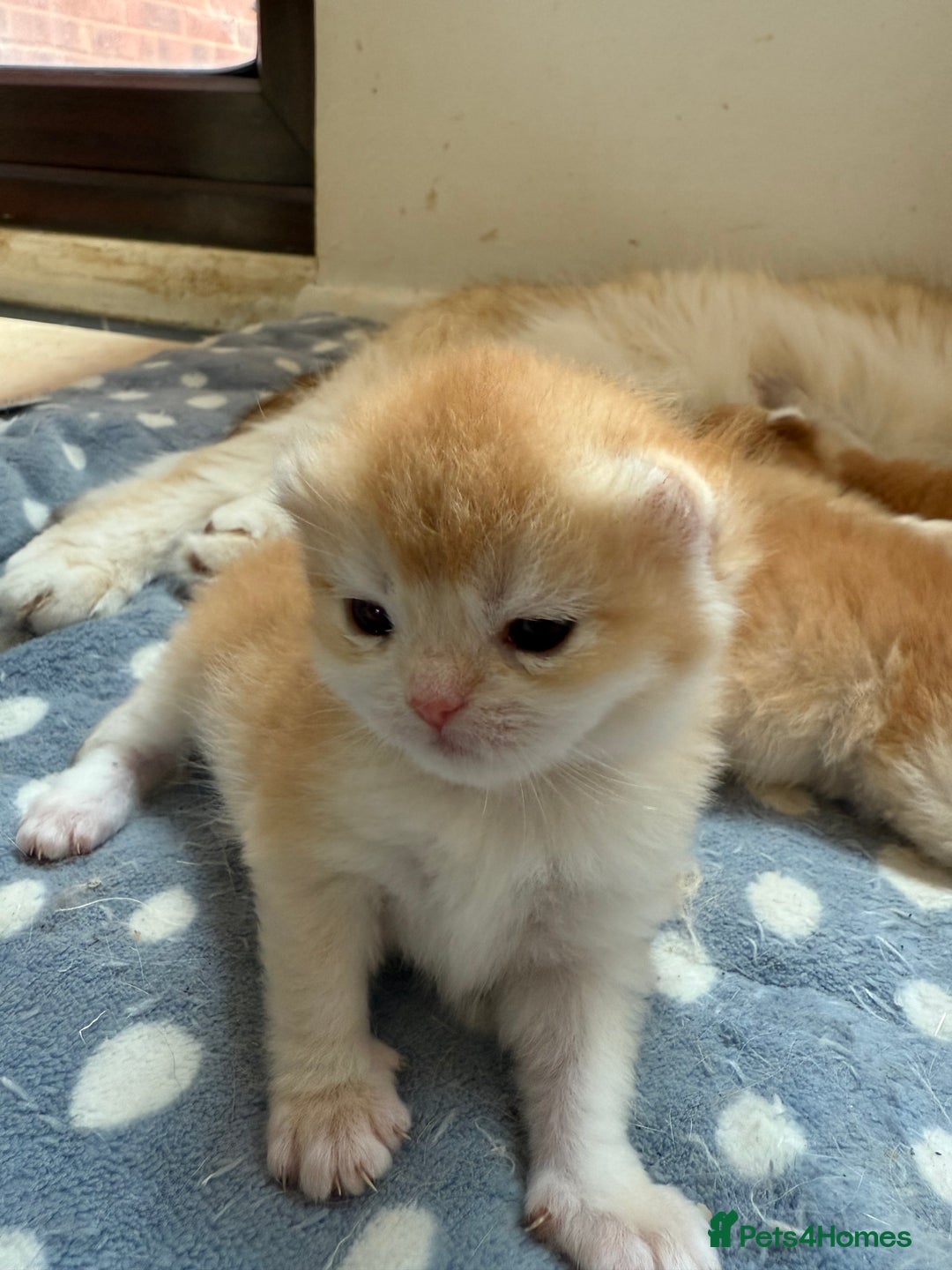 British Shorthair cats for sale: GCCFreg BSH & BLH Chocolate & Black Golden Kittens - Image 4