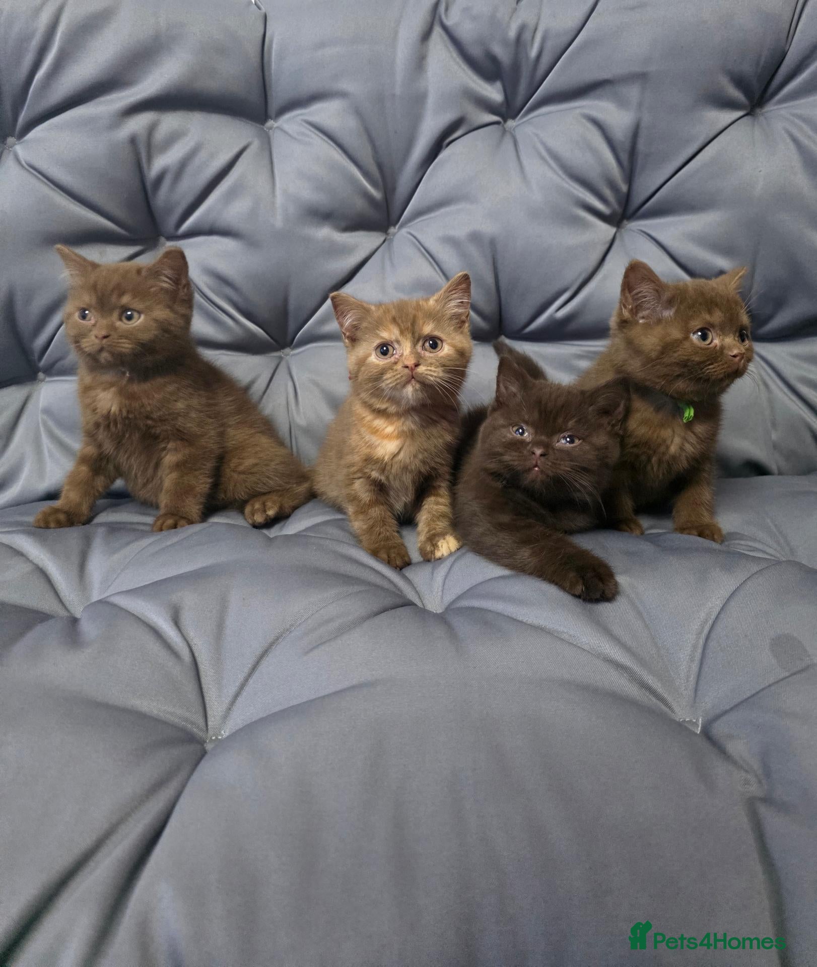 British Shorthair cats for sale: Gccf registered pure british shorthair kittens - Advert 1