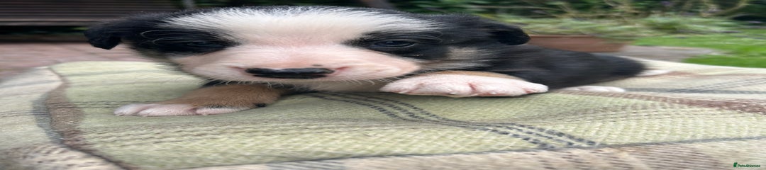 Border Collie Puppy 7
