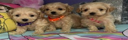 Maltipoo dogs for sale: Outstanding maltipoo - Advert 8