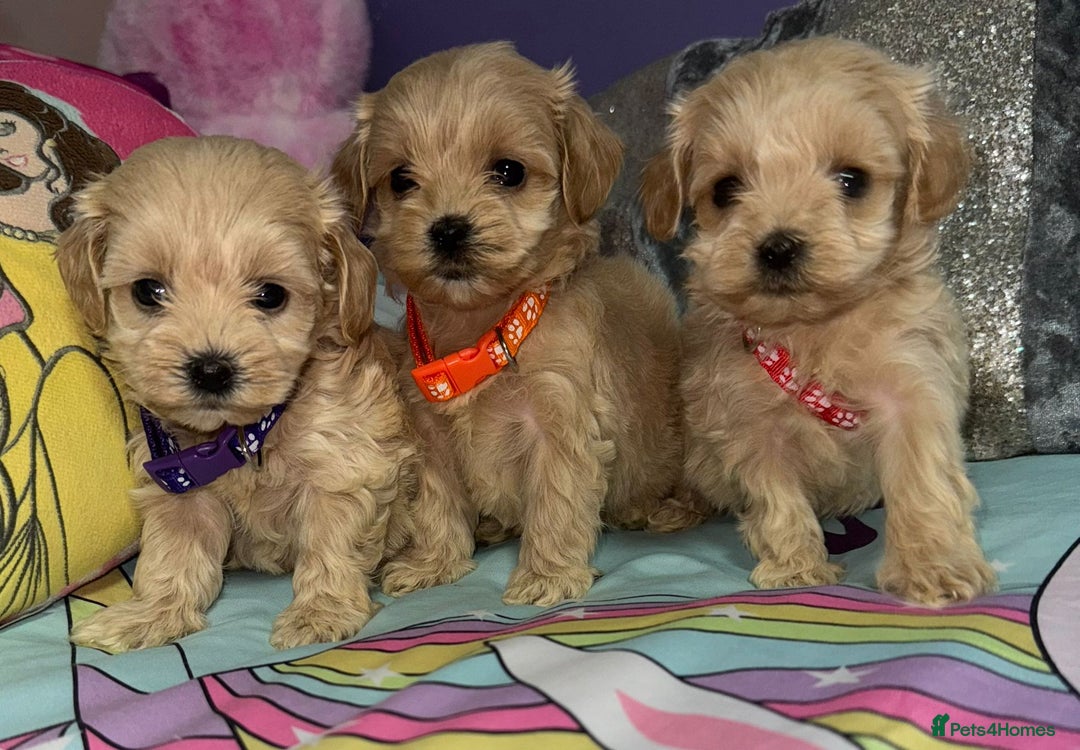 Maltipoo dogs for sale: Outstanding maltipoo - Advert 8