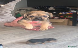 Mixed Breed dogs for sale: French I x patterdale - Image 4