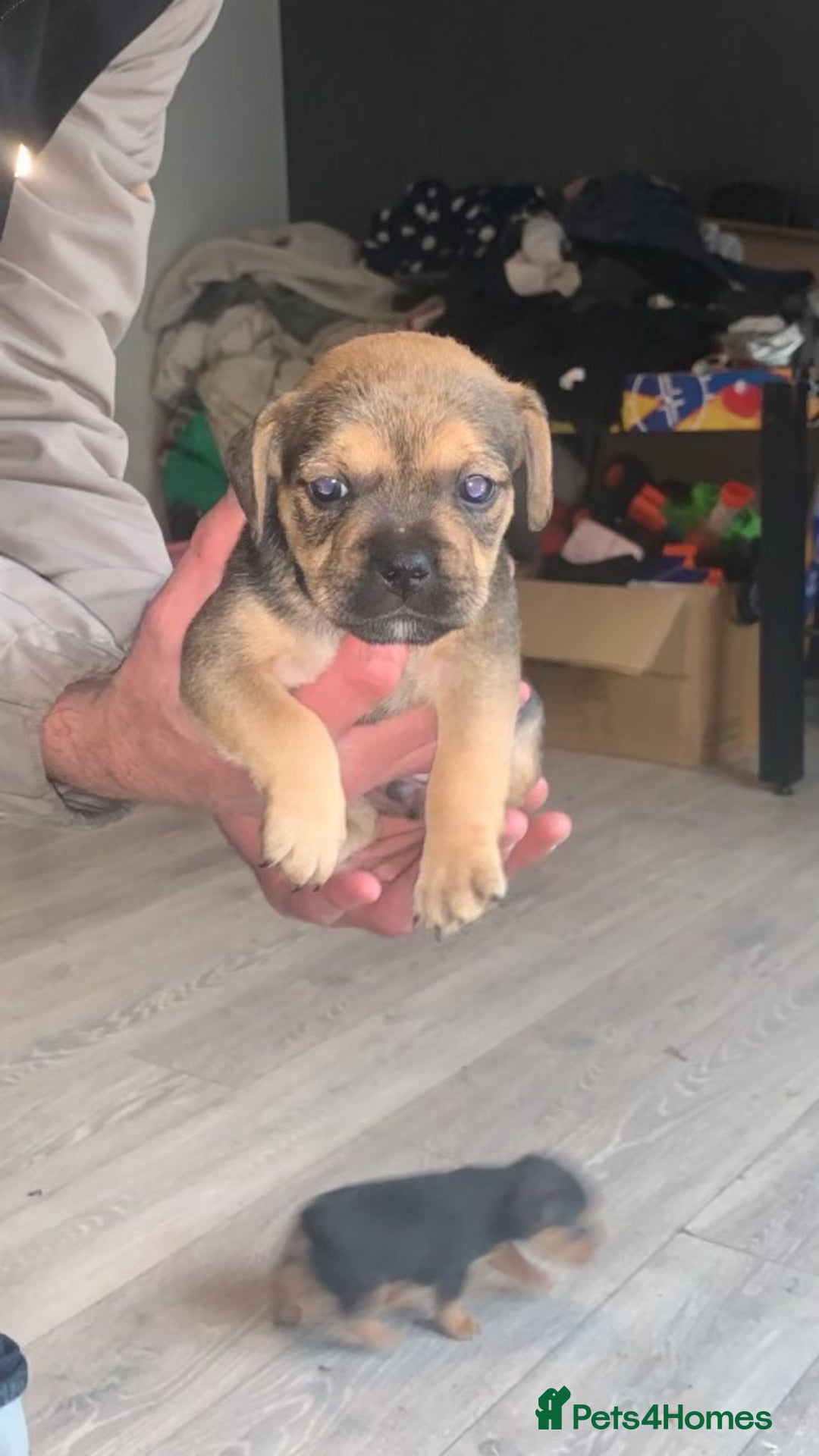 Mixed Breed dogs for sale: French I x patterdale - Image 4