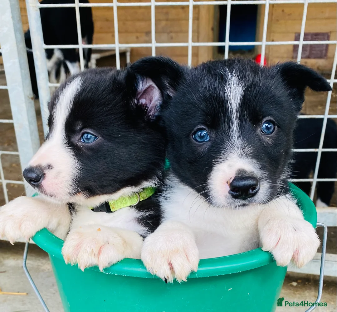 Border Collie dogs for stud: ISDS & KC, well proven, health tested clear stud in Darlington - Advert 23