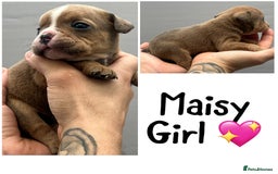 Olde English Bulldogge dogs for sale: Beautiful old English bulldog puppies  - Image 8
