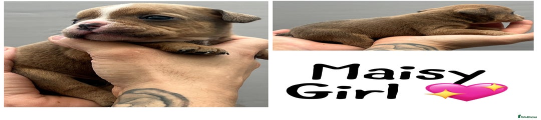 Olde English Bulldogge Maisy