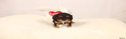 Cavalier King Charles Spaniel dogs for sale: Beautiful stunning  ckcs health care tested  - Advert 13