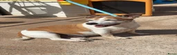 Jack Russell dogs for sale: Jack russell - Advert 1