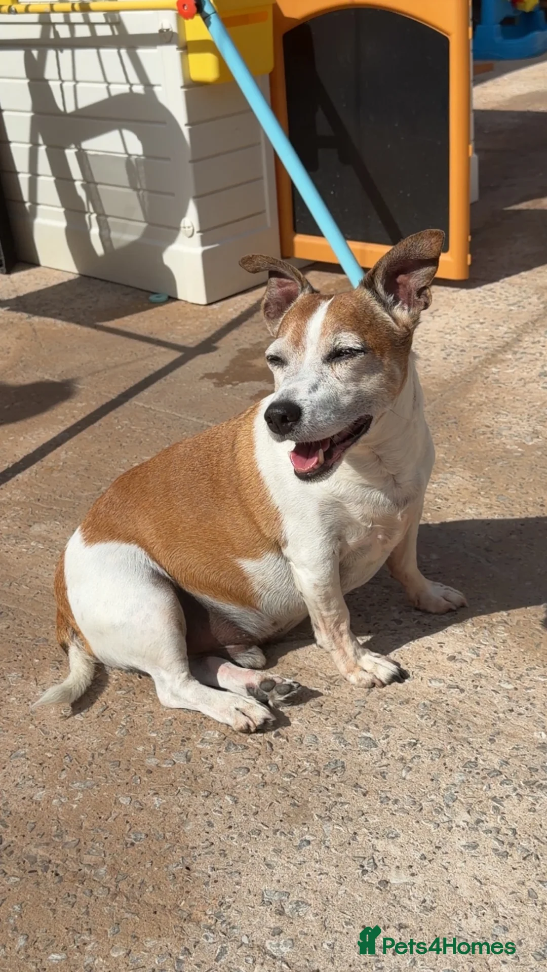 Jack Russell dogs for sale: Jack russell - Advert 1