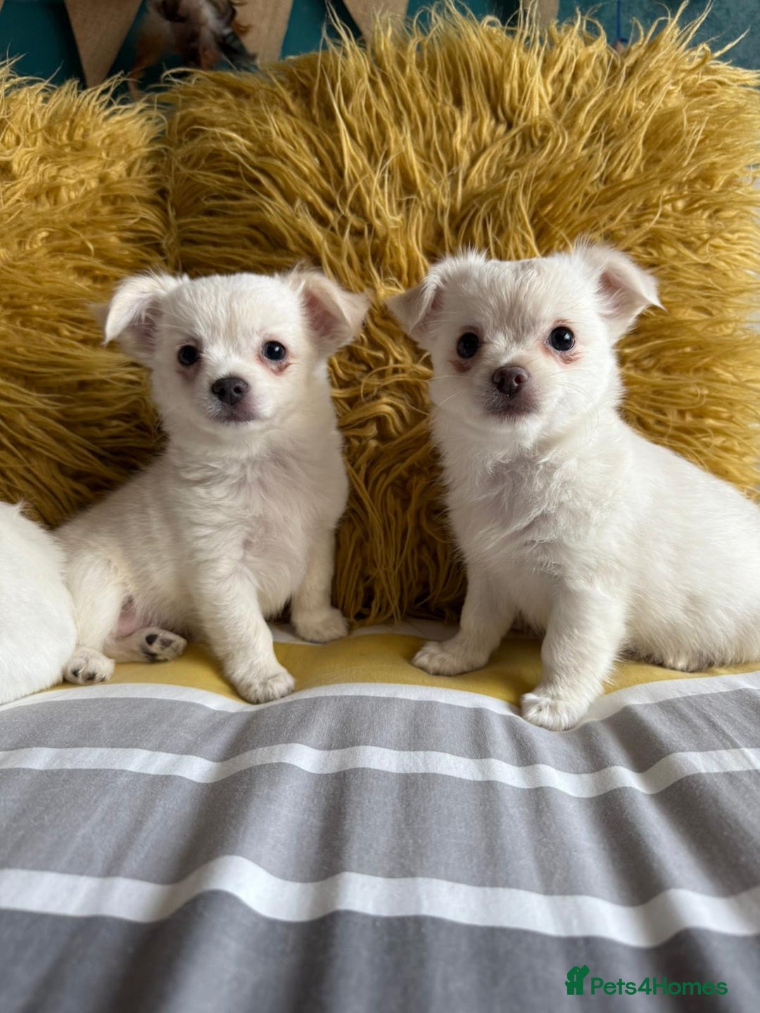 Chihuahua dogs for sale: 3 boys, long haired chihuahuas  - Image 5