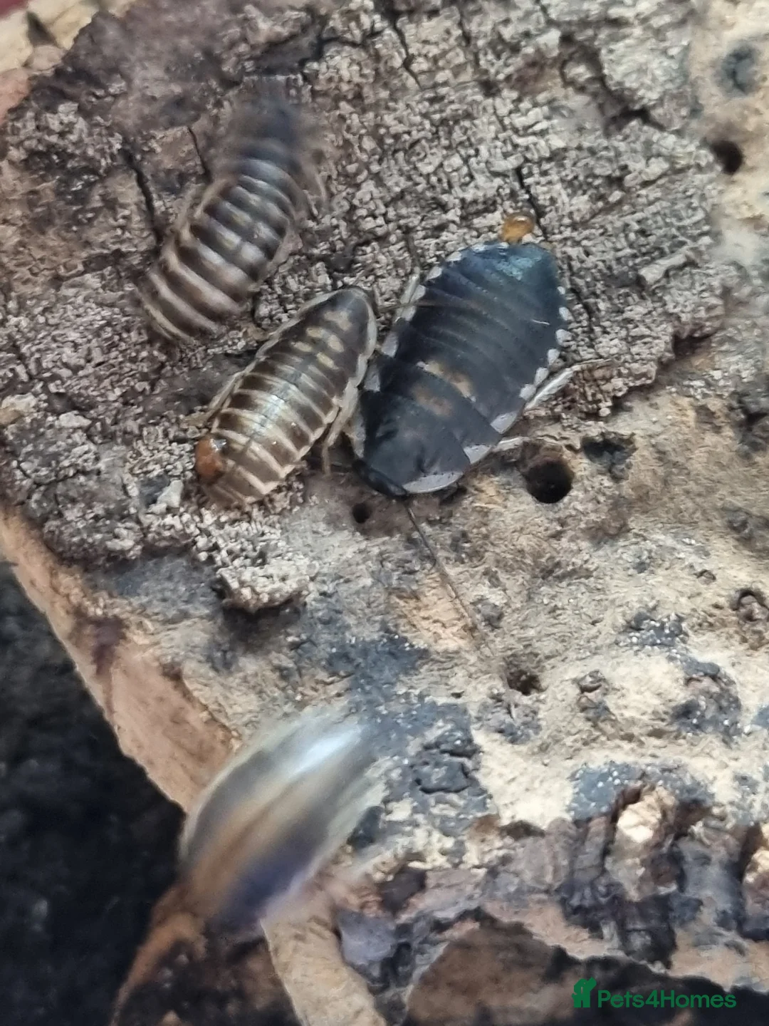 Stick Insects invertebrates for sale: Black beauty Stick insects  - Advert 2