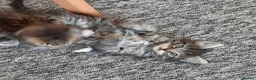 Mixed Breed cats for sale: Beautiful kittens - Advert 11