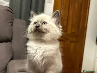 Ragdoll cats Kittens - Advert 10