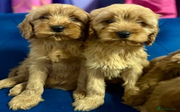 Cavapoo dogs for sale: Ready to go🏡 ONLY girls !  - Image 23